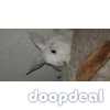 Mini lop/ lionhead baby rabbits! ...long island ny